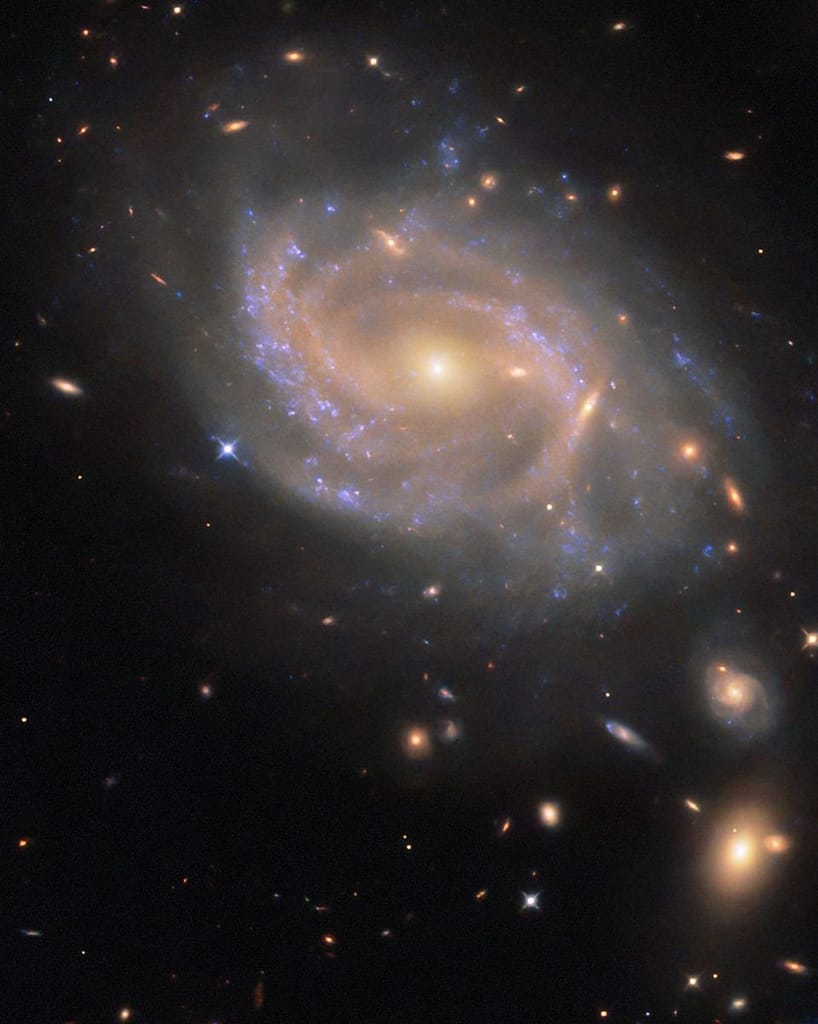 Uma galáxia espiral com um disco formado por vários braços giratórios. Nuvens irregulares de gás azul estão espalhadas pelo disco, onde estrelas se formam e iluminam o gás ao redor. O núcleo da galáxia é grande e brilha em dourado intenso, enquanto os braços espirais têm uma cor avermelhada mais pálida e tênue. Galáxias vizinhas — desde pequenas manchas alongadas até outras espirais maiores — aparecem sobre o fundo preto do espaço. A supernova, chamada SN 2023xqm, é visível como um ponto azulado na borda esquerda do disco da galáxia. Hubble Registra Supernova