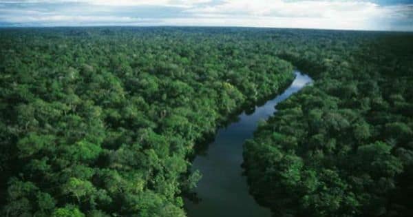  Vista aérea da floresta amazônica densa, com copas de árvores verdes que se estendem até o horizonte, refletindo a rica biodiversidade e o papel crucial da região no armazenamento de carbono e na regulação climática global.