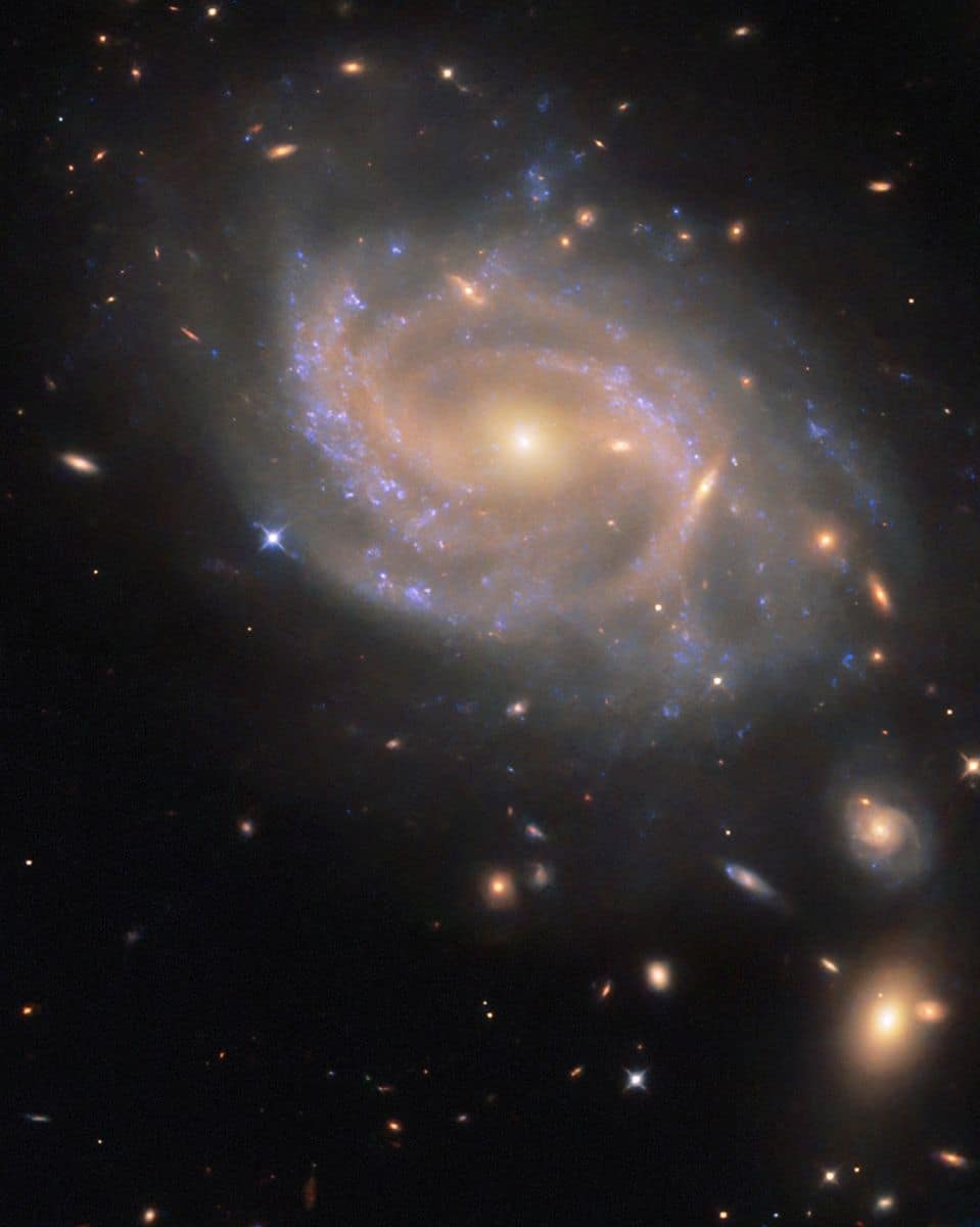 Uma galáxia espiral com um disco formado por vários braços giratórios. Nuvens irregulares de gás azul estão espalhadas pelo disco, onde estrelas se formam e iluminam o gás ao redor. O núcleo da galáxia é grande e brilha em dourado intenso, enquanto os braços espirais têm uma cor avermelhada mais pálida e tênue. Galáxias vizinhas — desde pequenas manchas alongadas até outras espirais maiores — aparecem sobre o fundo preto do espaço. A supernova, chamada SN 2023xqm, é visível como um ponto azulado na borda esquerda do disco da galáxia. Hubble Registra Supernova